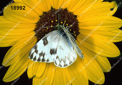 Checkered White (Pontia protodice)